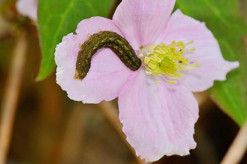 Réf. 281 808 : Trigonophora flammea